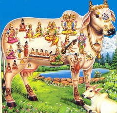 An essay on Cow