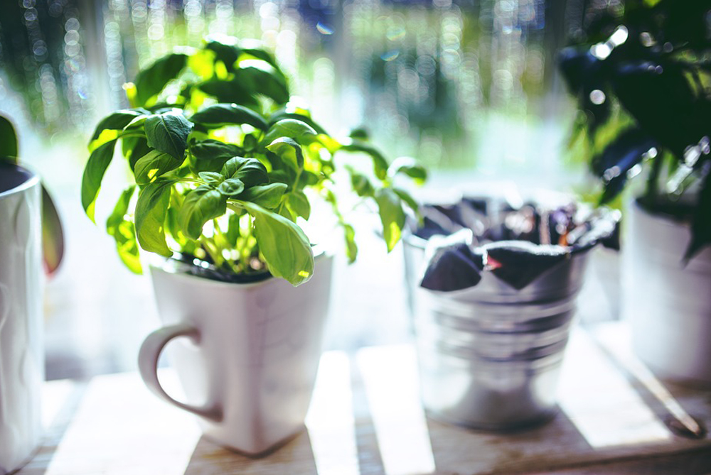 8 amazing health benefits of Tulsi
