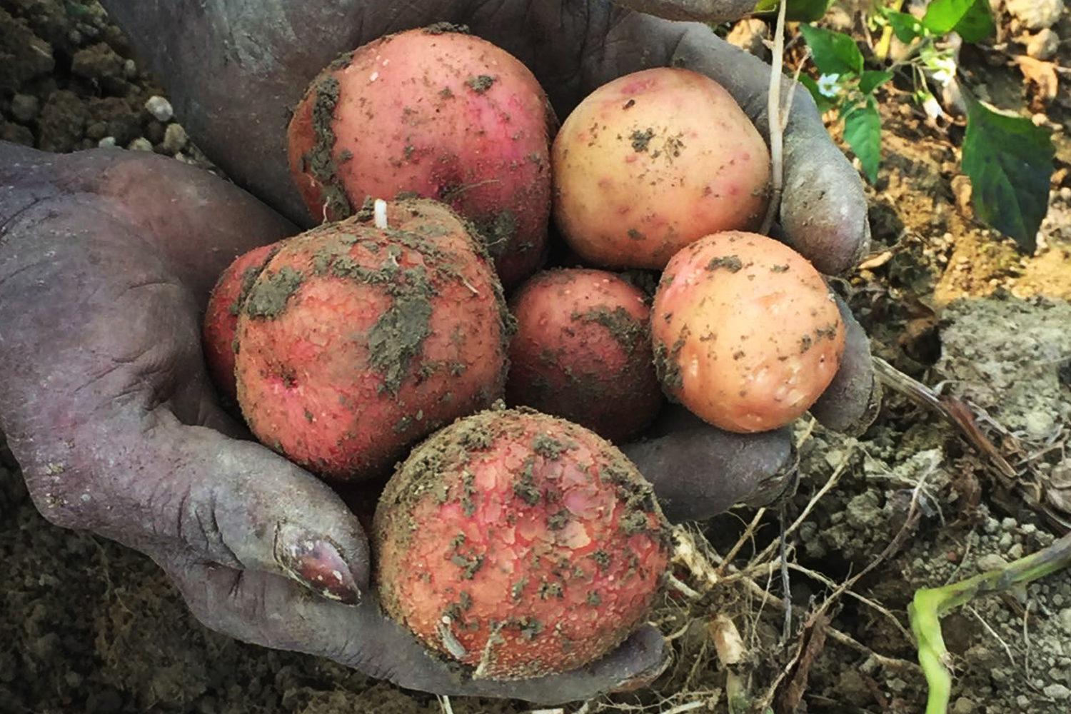 Potatoes on Mars!