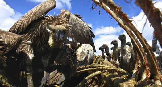 Anyone for vultures, please?