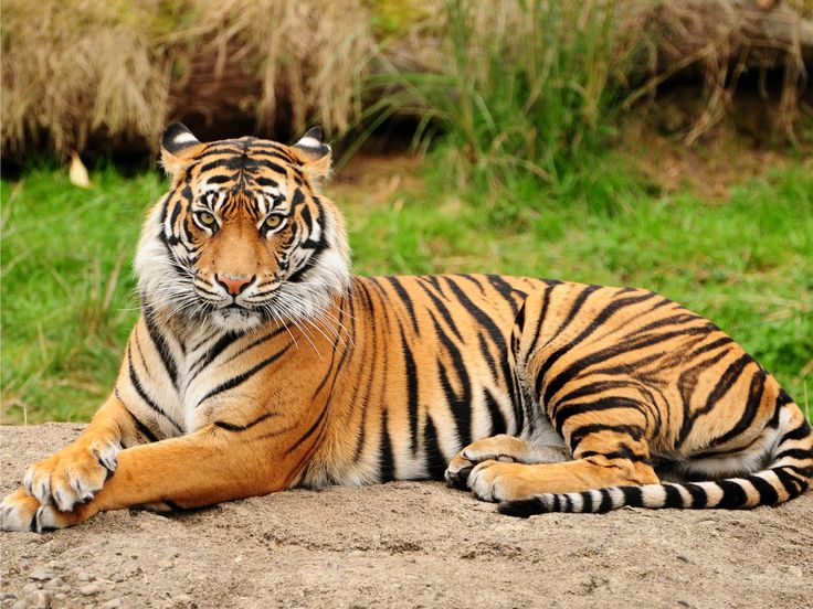 Need to be selfish to save the tiger