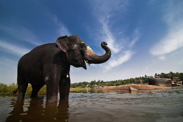Elephants are here to stay!