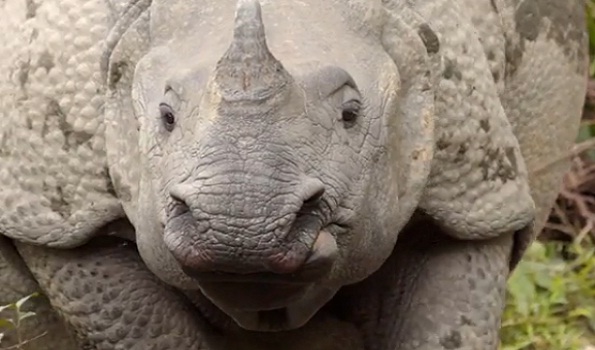 Wildlife havoc: 2 rhinos swept away, 12 elephants ...