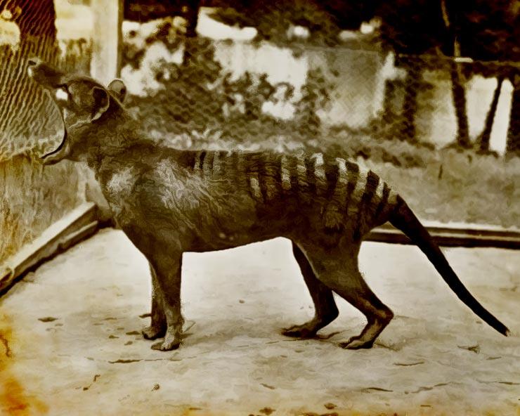 Thylacine Tasmanian Tiger de-extinction