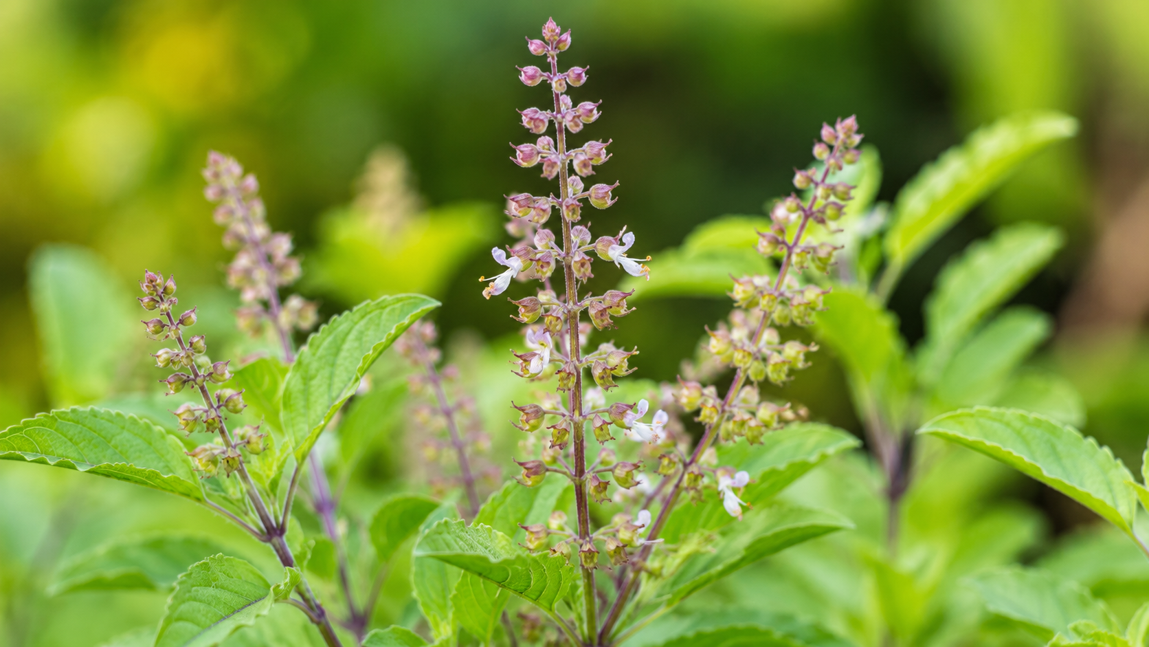 4 Simple Tulsi Manjari Remedies to Attract Wealth ...