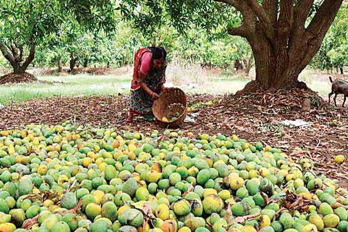 સ્થાનિક. 