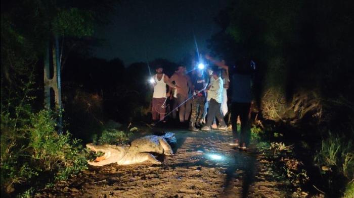 rescues 12-foot giant crocodile