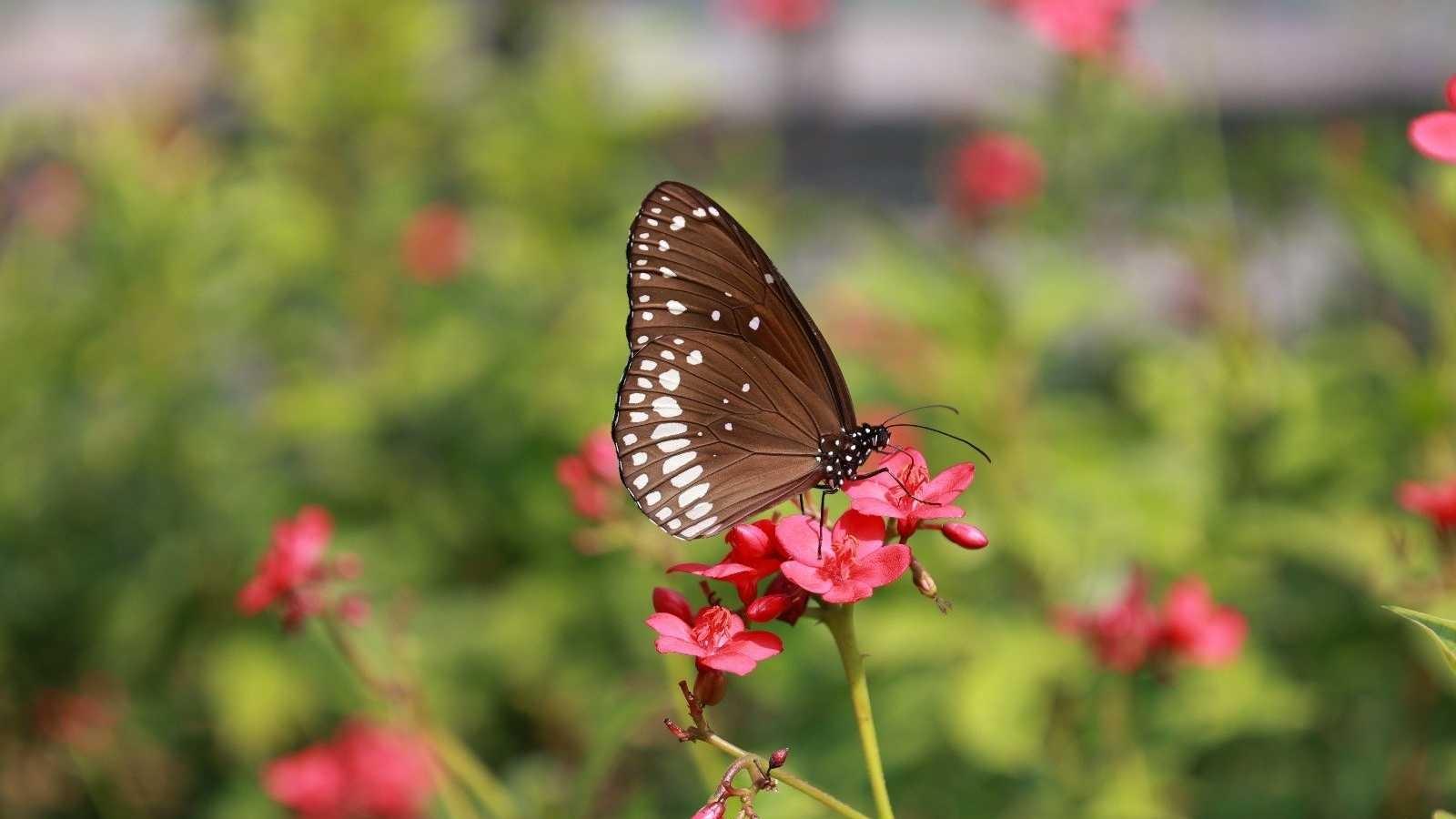 Butterfly Garden at the Statue of Unity