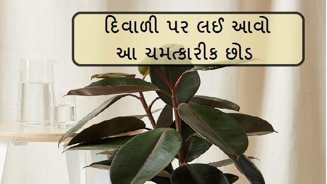 vastu plant