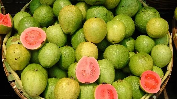 eating guava in winter