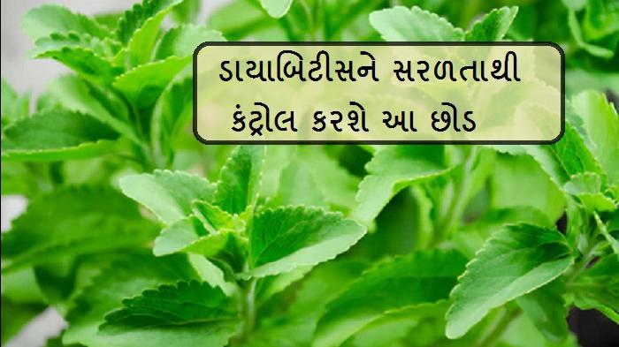 Best stevia for diabetics