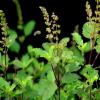 Benefits of Tulsi Leaves - તુલસીના પાન સ્વાસ્થ્ય માટે લાભકારી,  આ રીતે કરશો સેવન તો ડાયાબિટીસ થશે કંટ્રોલ અને લીવરને કરશે ડિટોક્સીફાઈ