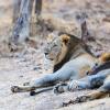 Gir national park- ગીર રાષ્ટ્રીય ઉદ્યાન