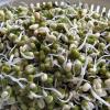 Health Benefits of Sprouted Moong:  રોજ એક મુઠ્ઠી ફણગાવેલા મગ ખાશો તો શું થશે? જાણો સ્વાસ્થ્યમાં શું થશે ફાયદો