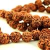 10 Mukhi Rudraksha Benefits: 10 મુખી રુદ્રાક્ષ ધારણ કરવાથી શું ફાયદો થાય ? જાણો તેને પહેરવાની સાચી રીત અને મંત્ર