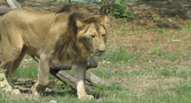 व्यंग्य रचना : शिकार करने का जन्मसिद्ध अधिकार