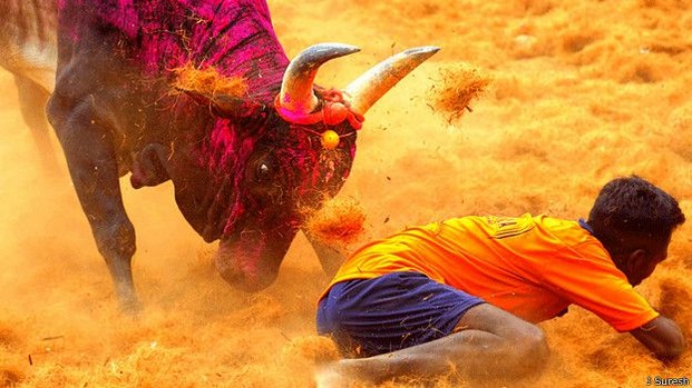 જલિકટ્ટૂ શુ છે  -  જાણો આખલાઓ સાથે યુવાનોની ...