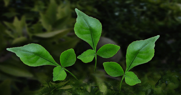 भगवान शिव के बिल्ववृक्ष की 11 महिमा अवश्य जानिए - importance of bilva patra tree