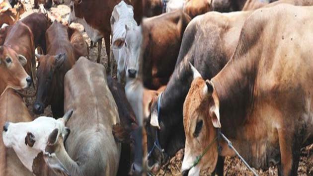 गाय और शिक्षक की तुलना...