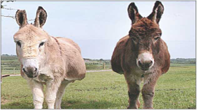 अथ श्री गधा पुराण
