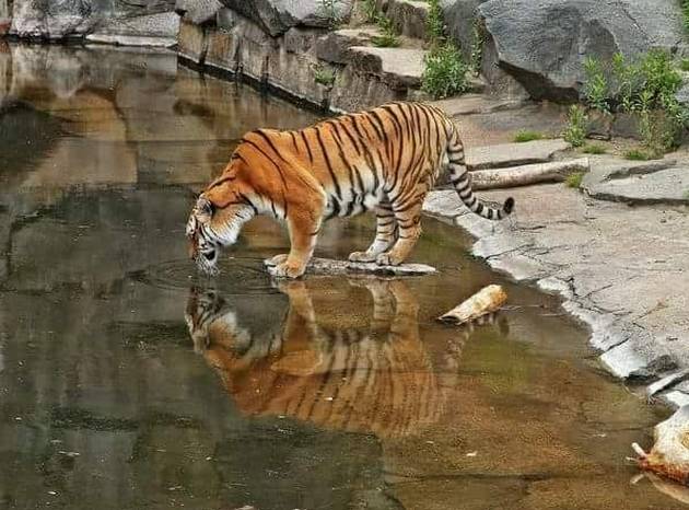 टूरिस्ट के सामने टाइगर का लाइव-शो देखकर रह जाएंगे ...