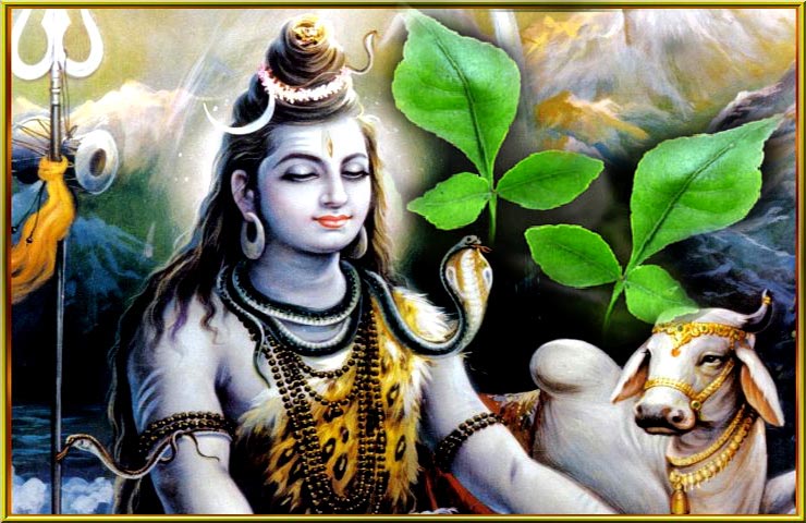 महाशिवरात्रि : बिल्वप‍त्र की 13 आश्चर्यजनक महिमा ...