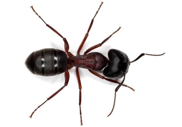 Ants 12. Tapinoma melanocephalum.