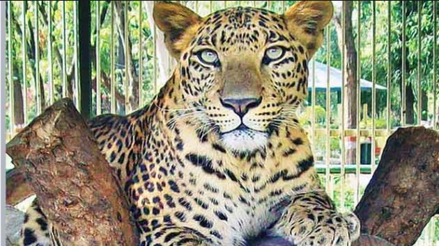 संरक्षित क्षेत्रों के बाहर बढ़ रहा है तेंदुए का ...