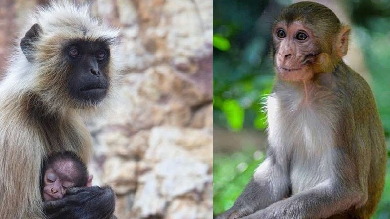 Monkey Langur Monkey Langur