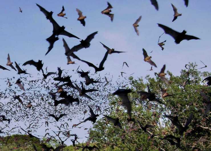Bats