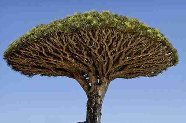 Dragon Blood Tree