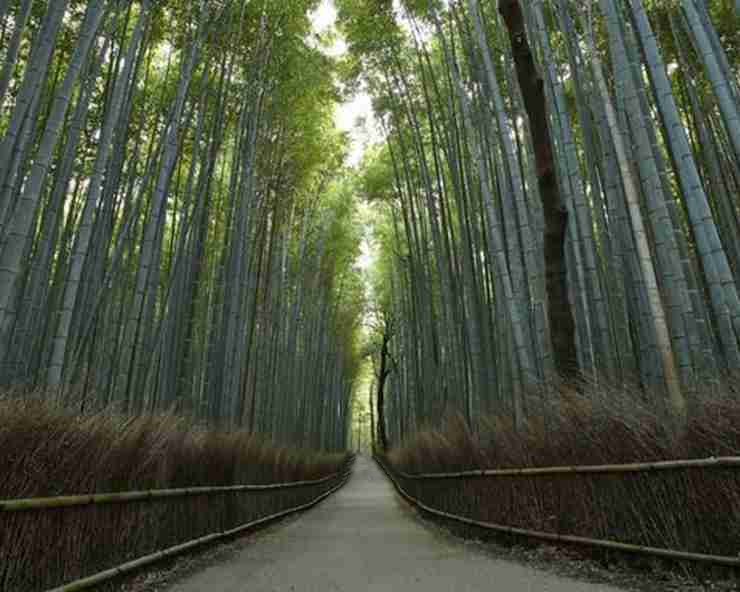 sagano bamboo forest japan