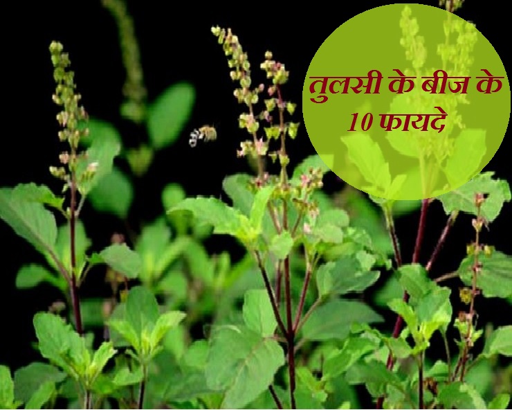 Benefits of Basil Seeds 10