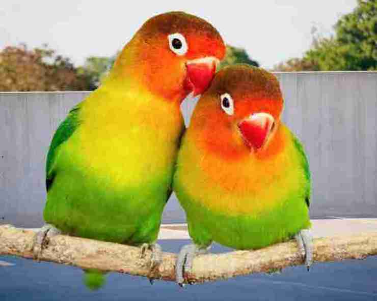 Feng Shui Love Bird