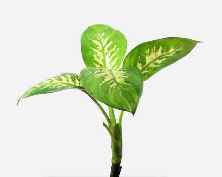 Feng Shui Broadleaf Plants