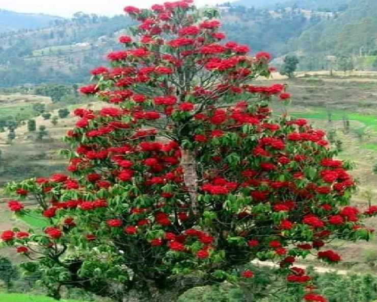 कोरोना का इलाज माने जाने वाले हिमालयी फूल बुरांश के और भी हैं 10 फायदे,  जानिए यहां