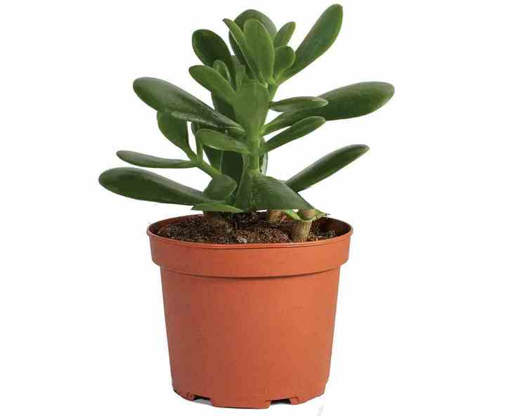 Crassula Plant