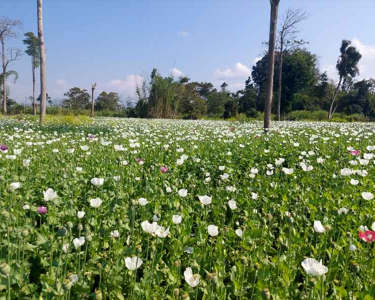 'वज्र' बनकर टूटा नारकोटिक्स विभाग, 14000 बीघे में ...