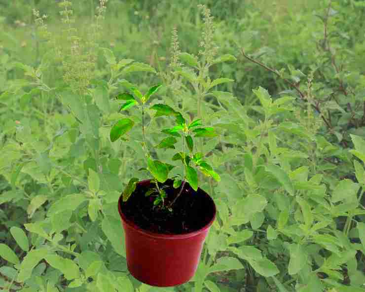 Tulsi Basil : यदि घर में उग जाए तुलसी का पौधा अपने आप तो जानिए क्या होगा शुभ