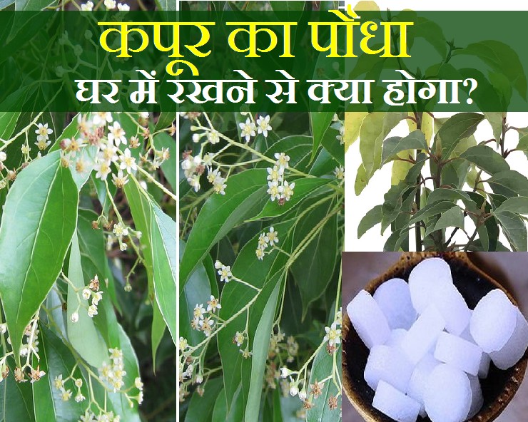 camphor plant astro benefits