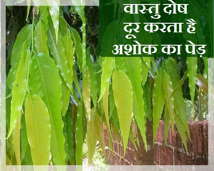 ashoka Tree Benefits