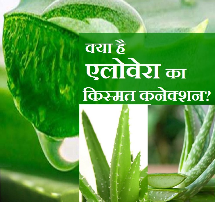 vastu and health Benefits of Aloe Vera