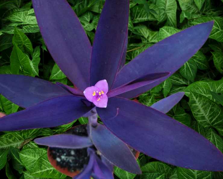 Purple Heart Plant