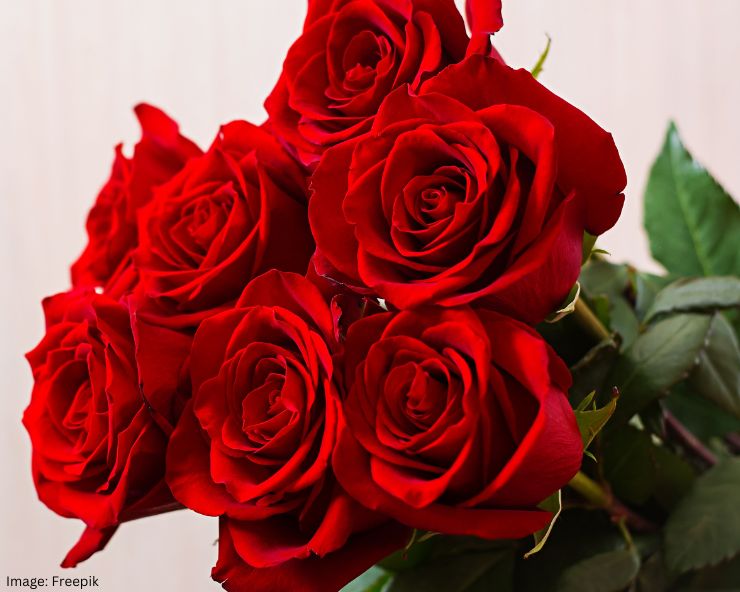 Rose Day 2024