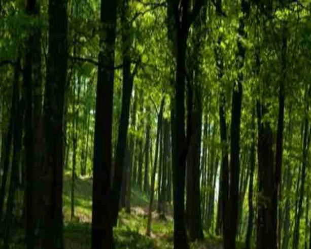 Forests List of Madhya Pradesh