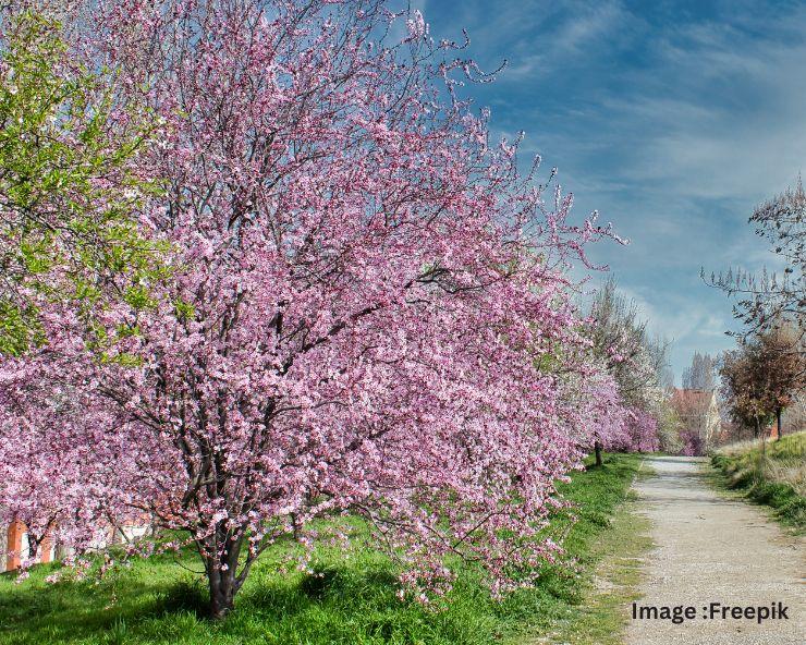 भारत की इन जगहों पर देख सकते हैं Cherry Blossoms के खूबसूरत नज़ारे