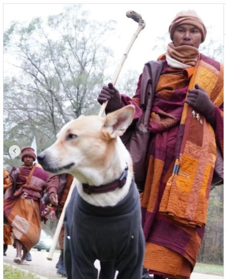 aloka the peace dog