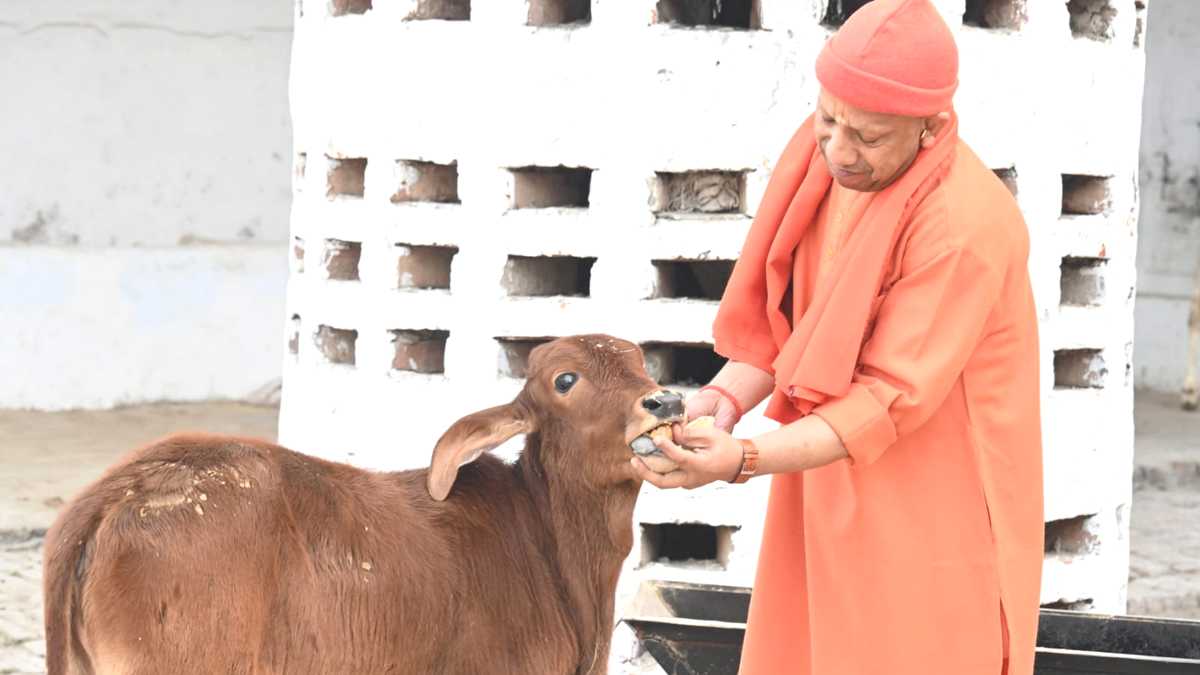 Yogi cow