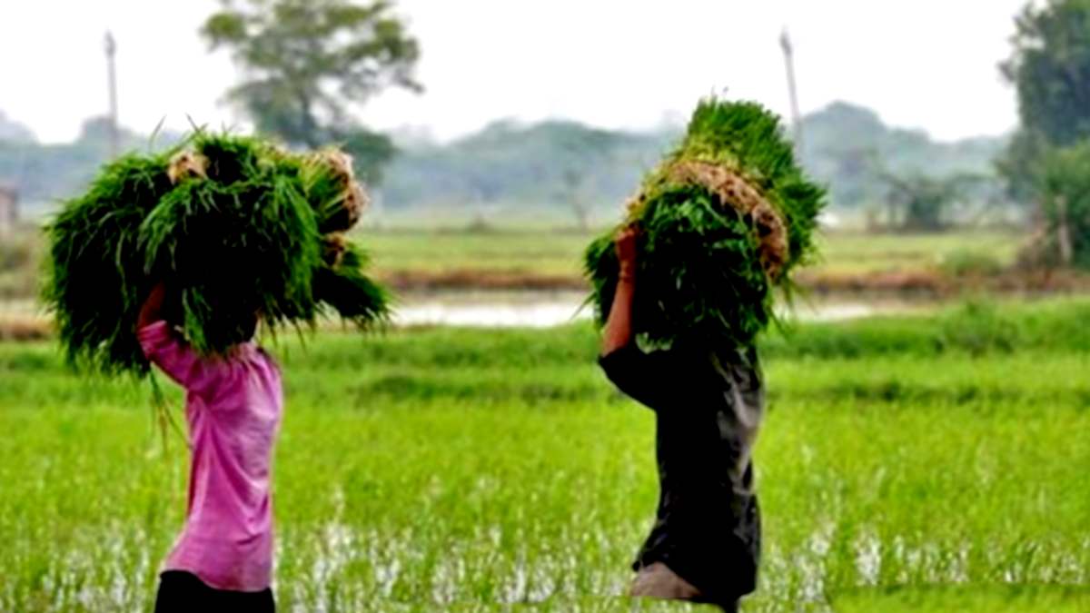 किसानों के लिए आफत बना मौसम, सावन में भी सूखे के ...