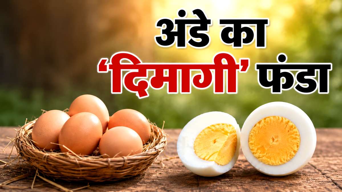 Eggs lowers Alzheimers risk